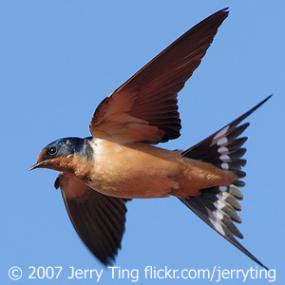 Swallows In Winter Birdnote