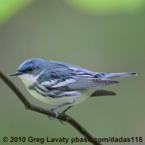 Cerulean Warblers Link Conservation on Two Continents | BirdNote