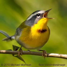 Morning in Oaxaca | BirdNote