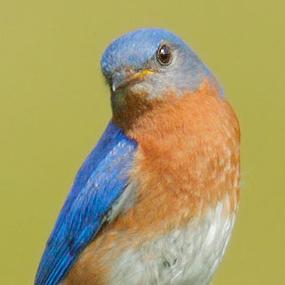 Voices and Vocabularies - Eastern Bluebirds | BirdNote