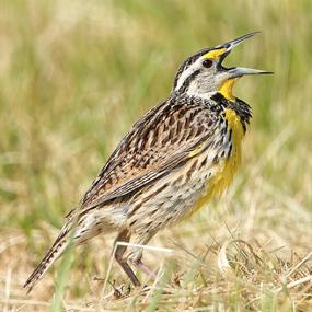 Restoring Prairies for Grassland Birds | BirdNote