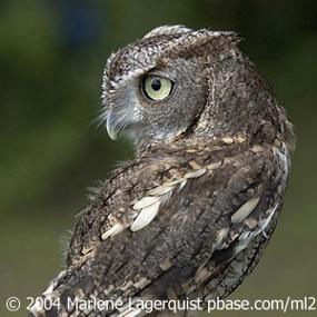 The Amazing, Head-turning Owl | BirdNote