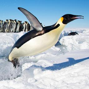 Emperor Penguins Launch From The Ocean | BirdNote