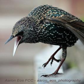 Starling Mimicry | BirdNote