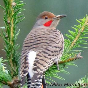 The Flicker's White Rump | BirdNote