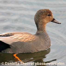 The Gorgeous Gadwall | BirdNote