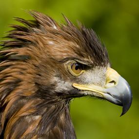 The Golden Eagles Of Ireland Birdnote