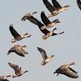 Waterfowl Migration in Flux | BirdNote