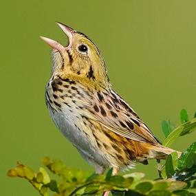 Tallgrass Prairie | BirdNote