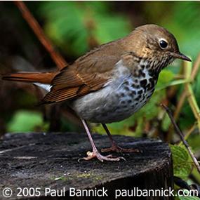 Hermit Thrush: Ethereal Singer | BirdNote