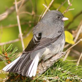 Suburbs, Juncos, and Evolution | BirdNote