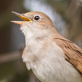 The Nightingale | BirdNote