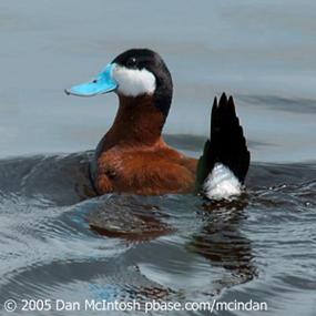 Ruddy Duck | BirdNote