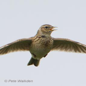 The Lark Ascending | BirdNote