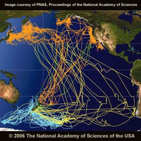 Sooty Shearwater Migration | BirdNote