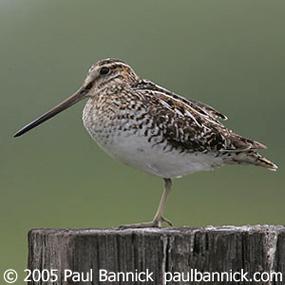 Snipe Hunt | BirdNote