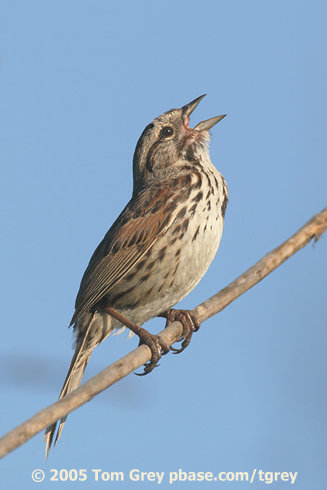 Song Sparrows Learn To Sing Birdnote