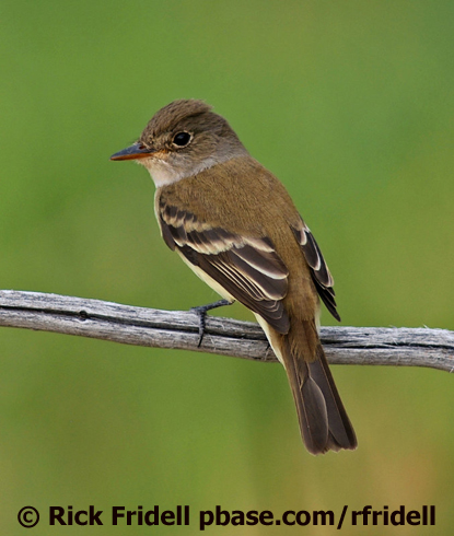 Southwestern Willow Flycatcher | BirdNote