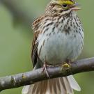 Restoring Prairies for Grassland Birds | BirdNote