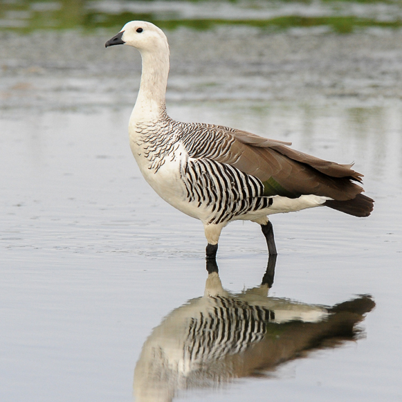 Upland Magellan Goose Family Torres Del Paine National Par…