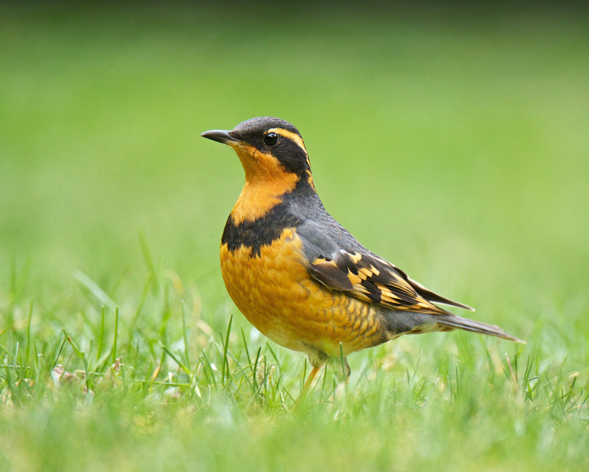 Secretive Varied Thrush BirdNote