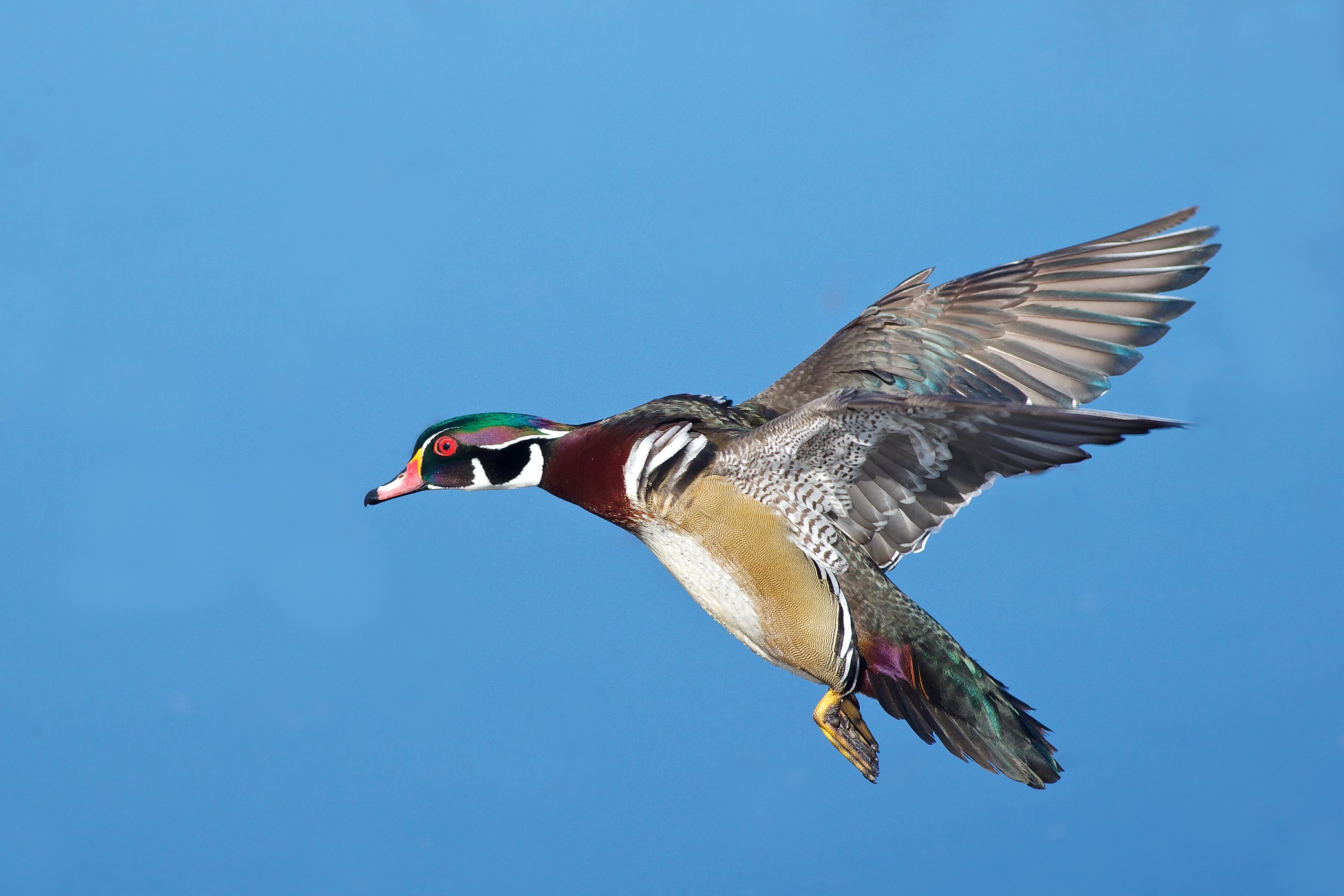 drake wood duck sounds