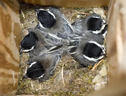 Black-capped Chickadees in nestbox