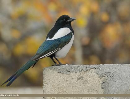 Black-billed Magpie showing its black head and beak, white breast, iridescent blue green wings and white shoulder