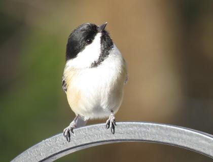 Black-capped Chickadee