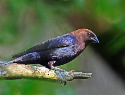 Brown-headed Cowbird seen in right profile with its feathers shining in the sun, its head a bronze color, and body an iridescent black.