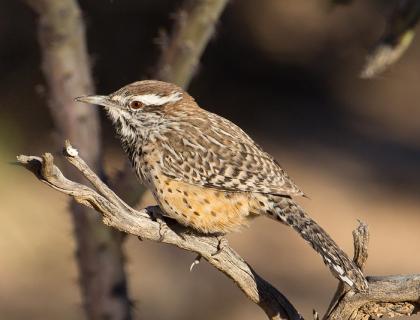 Cactus Wren in sunshine perched on dried branch.