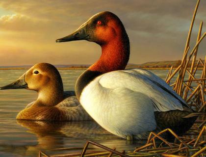 Canvasbacks 2014-15 Duck Stamp artwork by Adam Grimm