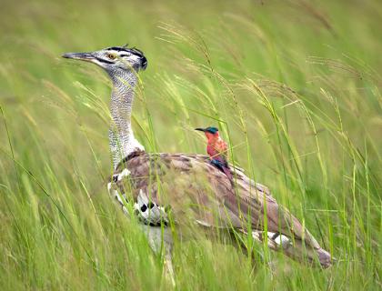 A Kori Bustard strides through tall green grass with a small Carmine Bee-eater riding along on its back.