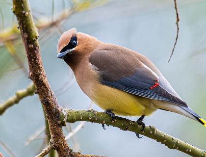 A plump bird looks over its left shoulder at the viewer as it sits on a branch. The bird shows smooth brown, rust and yellow coloration, a black mask pattern over the eyes, and short pointed beak.