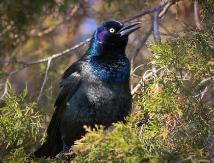 A black bird sits on a branch in sunlight. His glossy feathers are shimmering iridescent colors.