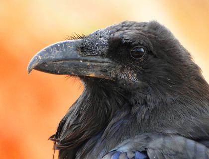 A Common Raven in profile against a diffuse orange background. 