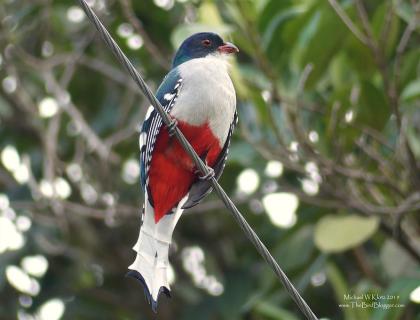 A bird with white breast, red underparts, dark blue head and wings is perched on a diagonal wire with leafy branches behind it.