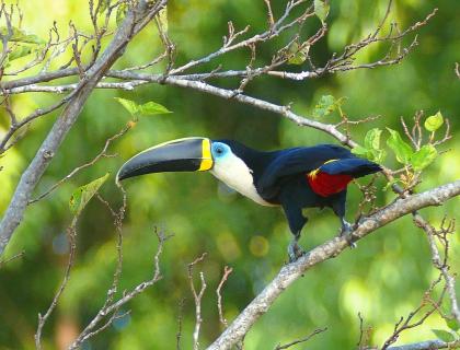 Cuvier's Toucan, "froot loops" bird?