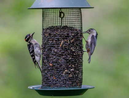 A pair of Downy Woodpeckers stand on opposite sides of a tube feeder and eat 