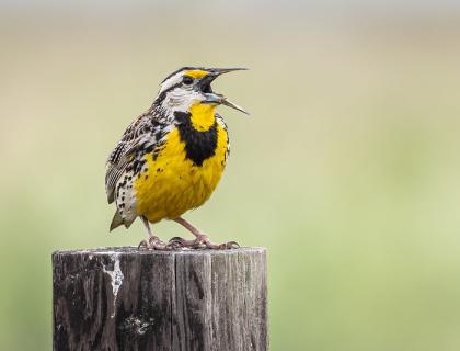 Eastern Meadowlark perched on a fence post, and singing.