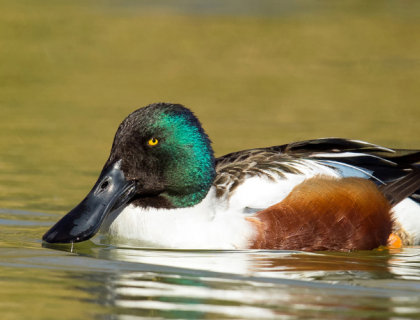 Northern Shoveler swims in water