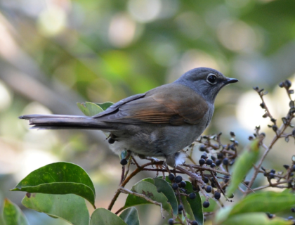Brown-backed Solitaire facing right, stands on branch