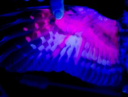 A Northern Saw-whet Owl's wing seen under UV light