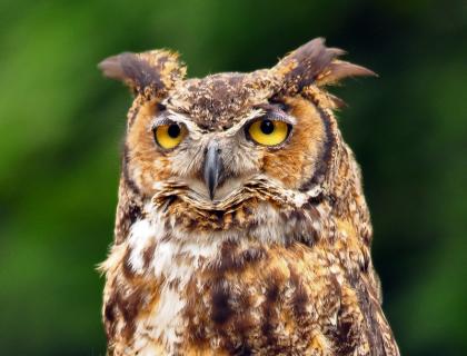 Great Horned Owl