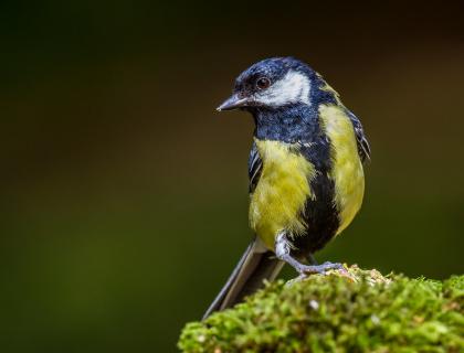 A Great Tit facing the camera, head turned to its right, with yellow breast and large vertical black stripe up the center and around the throat.