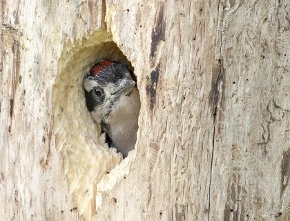 A Hairy Woodpecker nestling peeks out from its nest hole in the side of a tree trunk.