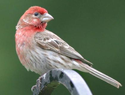 House Finch in profile, showing red-colored head and throat