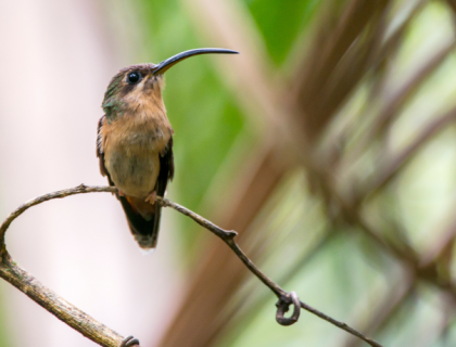 Female Rufous-breasted Hummingbird perched on a thin branch