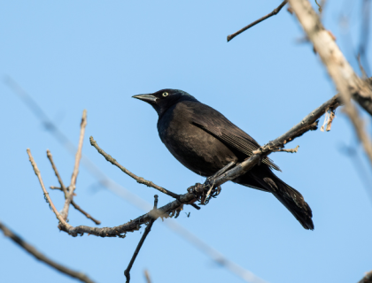 Black bird perched on branch high in a tree with the blue sky in the background