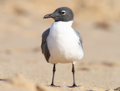 A Laughing Gull on a beach stands with head turned to the side